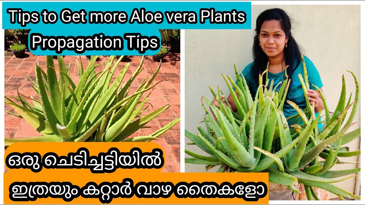 Repotting Aloe Vera | Propagation | Care Tips | Fertilizers | കറ്റാർ വാഴ പെട്ടെന്ന് വളരാൻ ചില വഴികൾ