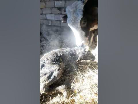#сиыр #бұзау#теленок#карова - YouTube