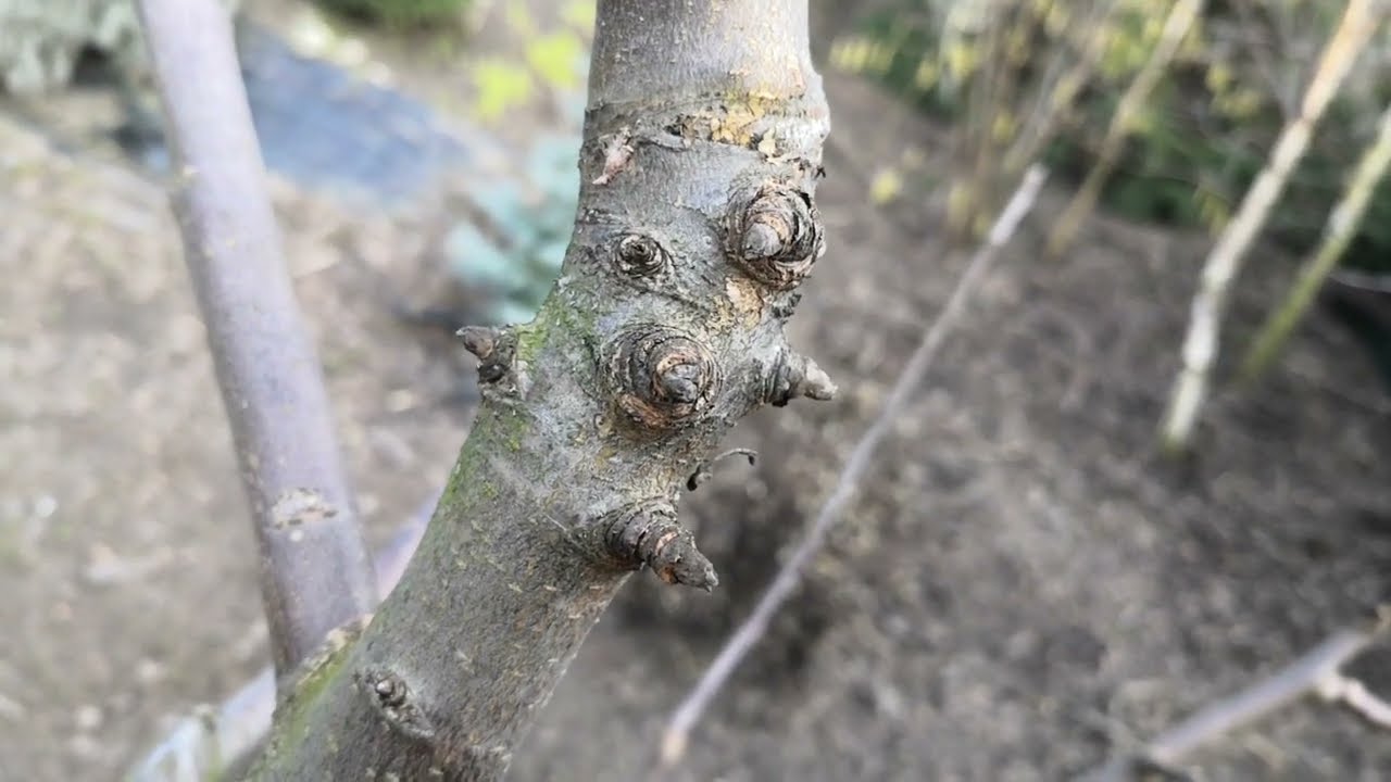 cięcie Gruszy klapsa