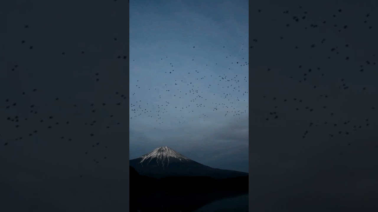 カラスの大群 富士に舞う #shorts 02