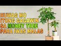 Huwag itong gagawin sa money tree para patuloy ang pasok ng swerte  lucky plant money tree 2023