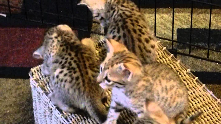 Watch the video about Savannah Kittens, F5 litter