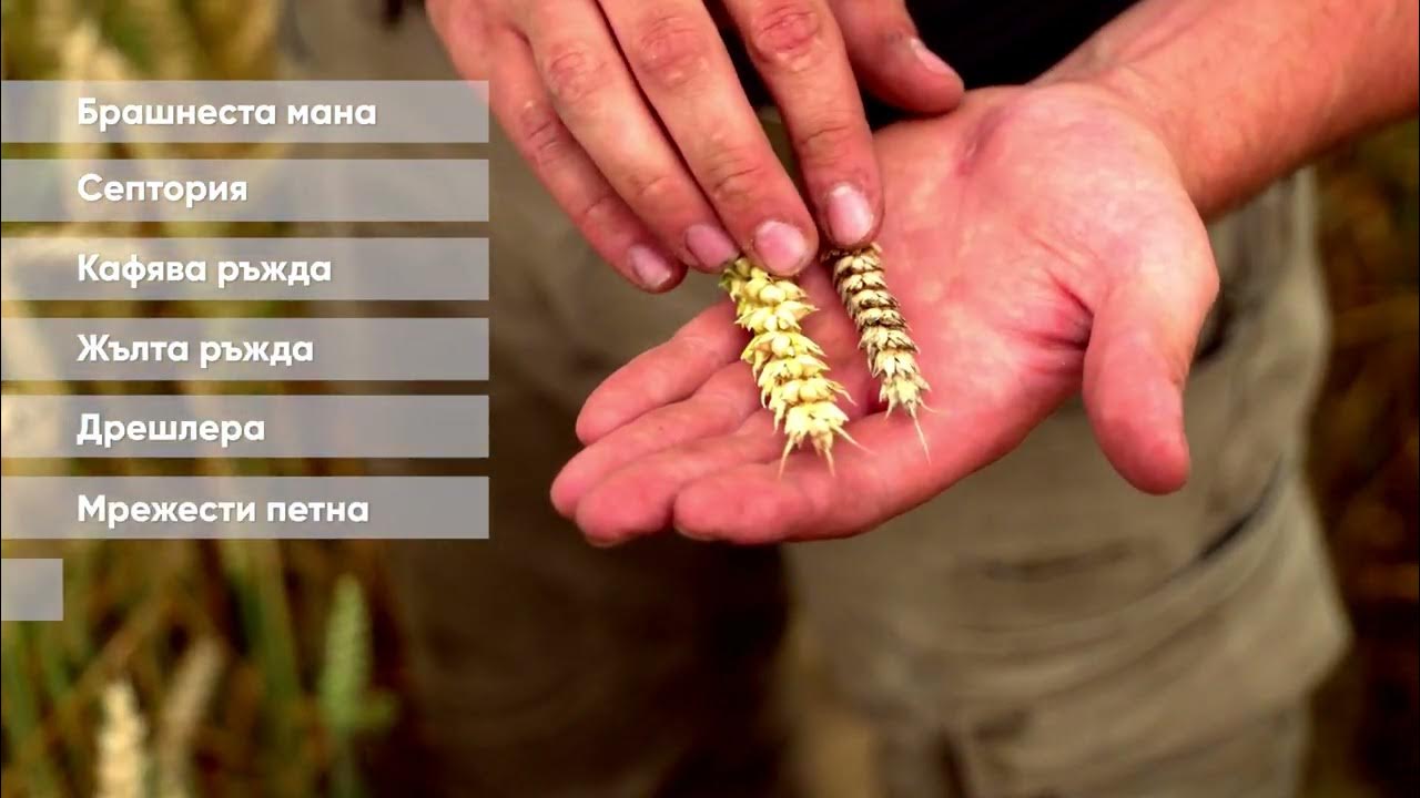 Превантивната борба е най-добрата защита срещу коренови гниения при ...