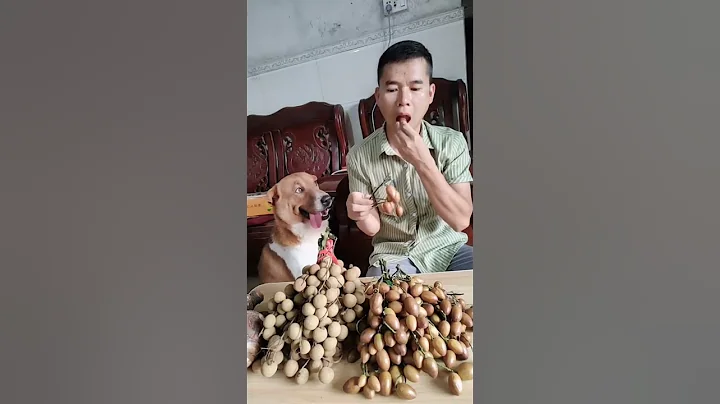 應季水果新鮮黃皮，酸甜可口，好吃得根本停不下來#黃皮 #純天然綠色食品 #酸甜可口 #原生態水果#家鄉特產 - 天天要聞