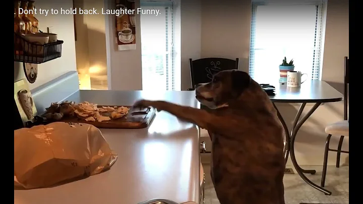 Part 14. Funny animals. Don't try to hold back. Laughter Funny.