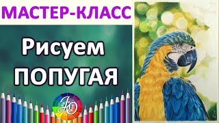 МАСТЕР-КЛАСС. Как нарисовать попугая пошагово (сине-жёлтый ара) МАСТЕР-КЛАСС. Как нарисовать попугая пошагово (сине-жёлтый ара)