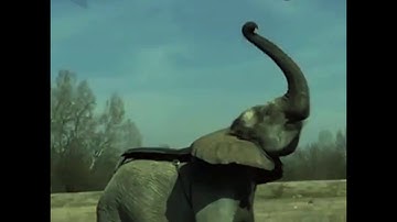 Wow!! Semua Orang Kagum Melihat Video Ini!!