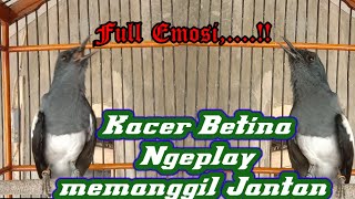 Kacer betina gacor Ngeplay sekali denger Kacer jantan langsung nyaut Auto ngobra bongkar isian