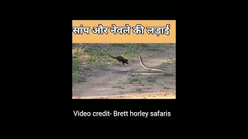 Dwarf mongoose Vs Black mamba #shorts #ytshorts  #viral