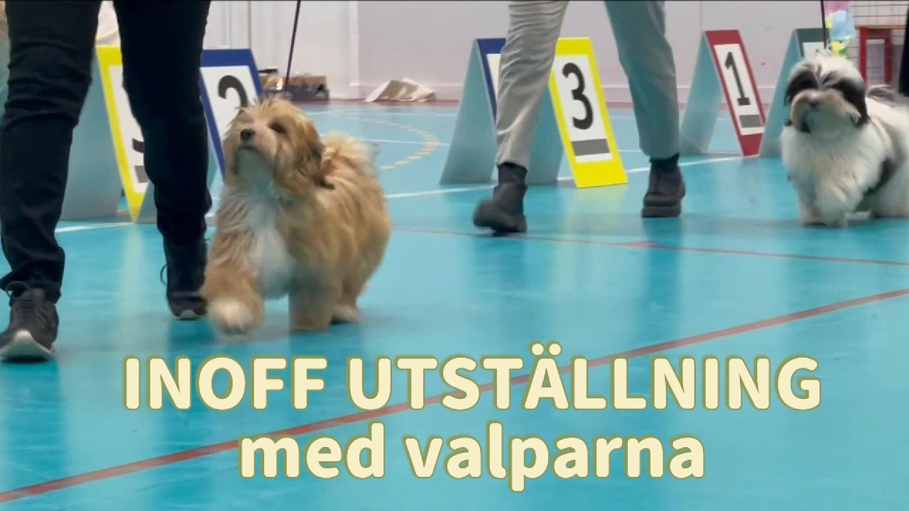 Havanaisvalparna för första gången på utställning