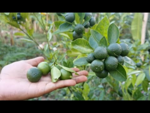 Video: Paano Ayusin ang Lime Tree Blossom At Fruit Drop