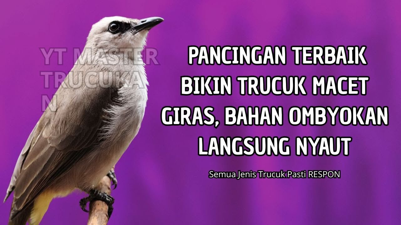 Trucukan GACOR ngalas ROPEL PANJANG suara alam AMPUH buat pancingan jadikan trucuk Gacor GARUDA