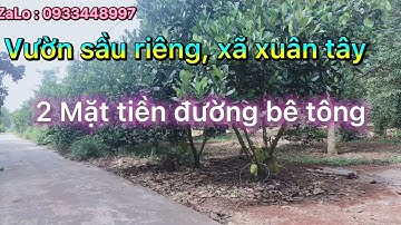 Chính chủ bán vườn sầu riêng, hay mặt tiền, đường bê tông, ấp 12, xã xuân tây