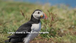 Puffins, Lunga Island (Treshnish Isles, Inner Hebrides, Scotland)