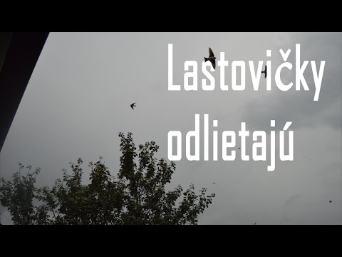 Video: Prečo Vtáky Na Jeseň Odlietajú?