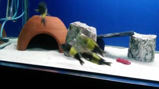 F0 Ikola Yeni Ithalat Adaptasyon