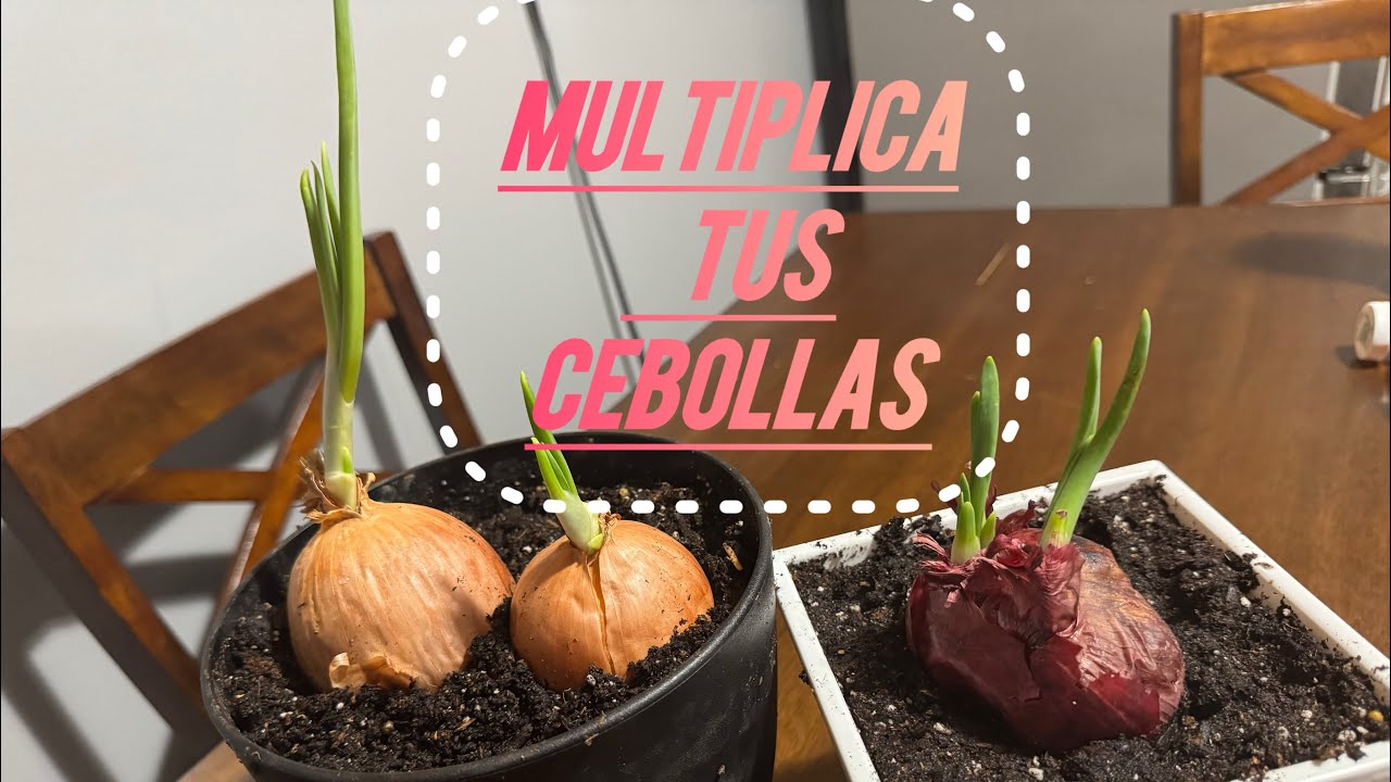Como multiplicar tus cebollas