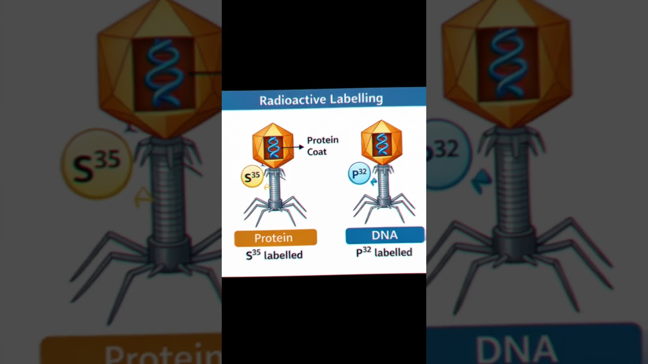 Hershey and Chase experiment proves that DNA is the genetic material. Class 12 Biology NCERT
