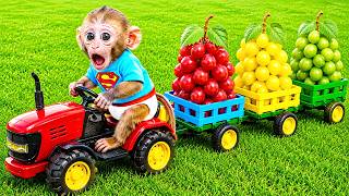 Monyet kecil BonBon dan sapi-sapi membangun Rumah Pohon LEGO di peternakan mainan buah-buahan
