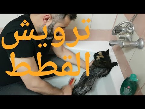 فيديو: كيف تغسل قطة بدون جرح