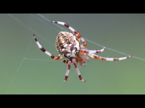 Harvesting Spider Silk for Everyday Use | The Henry Ford&rsquo;s Innovation Nation