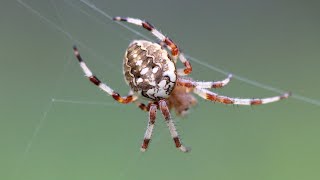 Harvesting Spider Silk for Everyday Use | The Henry Ford's Innovation Nation