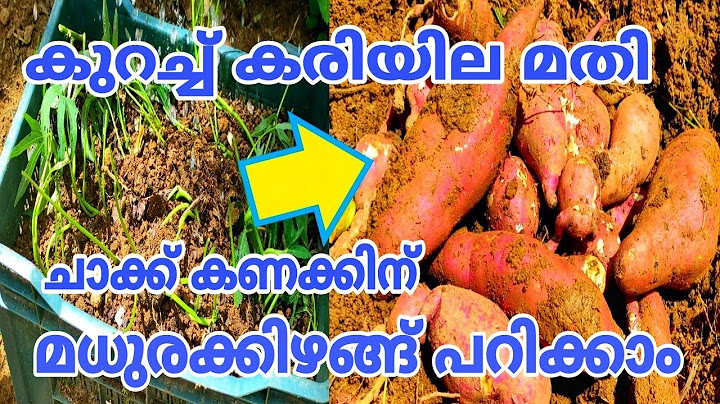ഗ്രോ ബാഗ് ഉണ്ടോ? മധുരക്കിഴങ്ങ് റെഡി ആഴ്ചകൾ കൊണ്ട് Gardening tips malayalam