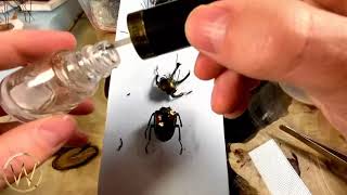 How to naturalize and glue back to perfection the rainbow stag beetle Phalacrognathus muelleri