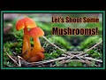 Mushroom Photography in Muskoka