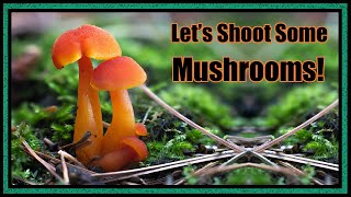 Mushroom Photography in Muskoka