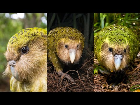 "kakapo parrot"- বিপন্ন পক্ষী প্রজাতি সম্পর্কে বিস্তারিত জানুন এই ভিডিওতে ll kakapo ll Endangered