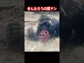 Kintaro's wall slam【京都市動物園ゴリラ 】キンタロウ #gorilla #kyoto zoo