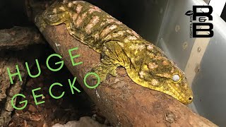 Giant Geckos With Leapin Leachies