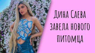 Дина Саева купила себе нового питомца