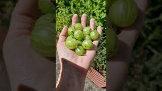 Gooseberies Invicta from our forest garden