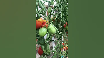Томатный рай 🥰  томат - золотое яблоко или яблоко любви