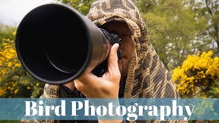 Great Light for Bird Photography | Photographing Warblers on an Overcast Day