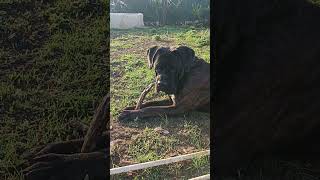 ♥️♥️♥️#canecorso #весна2024 #канекорсо #ада #алекса #тайсон #моялюбовь