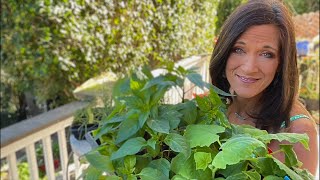 🍅LIVE: 5 tips for the Best Spring Garden Ever (REPLAY)