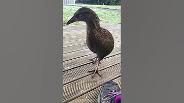 Cheeky Weka 