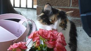 Begonias Aren't Poisonous, Are They?