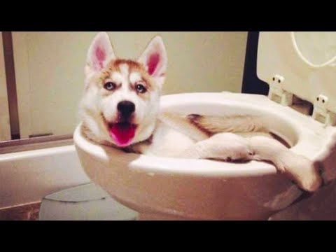 funniest-dogs-and-cats-awesome-funny-pet-animals'-life-videos-2020-part-8