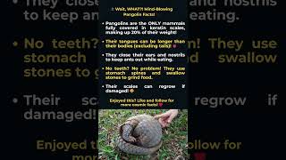 The Secret Life of Pangolins: Scales, Tongues, and Survival