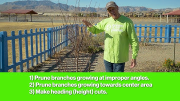 How To Prune A Plum Tree