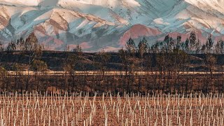From the family to the world: Bemberg Estate Wines