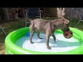 Naiya the Staffy's First Water Pool Play