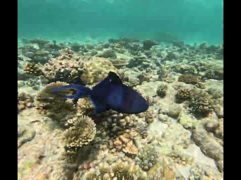 Pez Ballesta Azul en primer plano / Blue Triggerfish (Odonus niger) - Peces de Maldivas