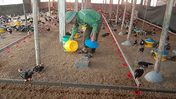 Tag kis no wb rov qab mus pub qaib dua thiab nawb