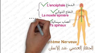 درس الجهاز العصبي مستوى الثالثة إعدادي الجزء الأول | Système Nerveux 3AC SVT