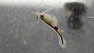 beaver tail fairy shrimp 2